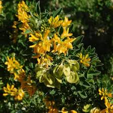 Attēlu rezultāti vaicājumam “Medicago”