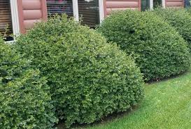 Attēlu rezultāti vaicājumam “Ribes alpinum”