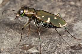 Attēlu rezultāti vaicājumam “Cicindela sylvatica imago”