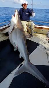 Image result for Carcharhinus albimarginatus