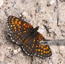 Attēlu rezultāti vaicājumam “Melitaea diamina underside”