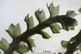 Attēlu rezultāti vaicājumam “Barbilophozia attenuata”