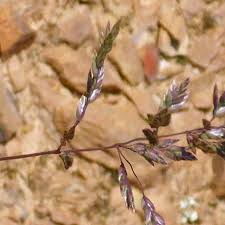 Attēlu rezultāti vaicājumam “Agrostis canina leaf”