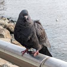 Attēlu rezultāti vaicājumam “Columba livia f. domestica”