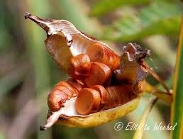 Attēlu rezultāti vaicājumam “Iris pseudacorus fruit”