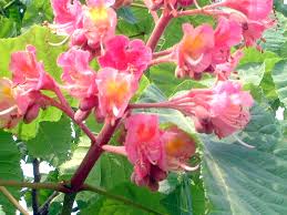 Attēlu rezultāti vaicājumam “Aesculus x hybrida flower”