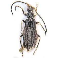 Attēlu rezultāti vaicājumam “Dasytidae”