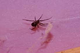 Attēlu rezultāti vaicājumam “Steatoda grossa female”