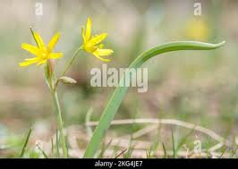 Attēlu rezultāti vaicājumam “Gagea lutea flower”