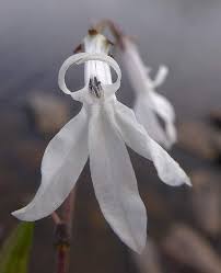 Attēlu rezultāti vaicājumam “Lobelia dortmanna flower”