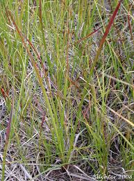 Attēlu rezultāti vaicājumam “Carex lasiocarpa leaf”