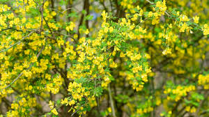 Attēlu rezultāti vaicājumam “Caragana arborescens flower”