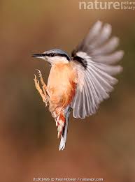 Image result for Sitta europaea