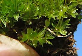 Attēlu rezultāti vaicājumam “Tortula truncata”