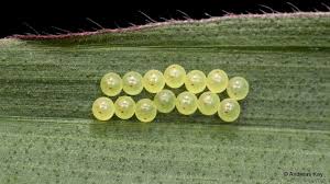 Attēlu rezultāti vaicājumam “Pentatomidae eggs”