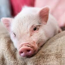 Bildresultat för pigs