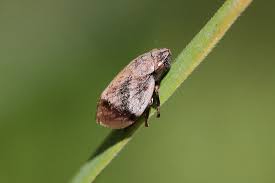 Attēlu rezultāti vaicājumam “Lepyronia coleoptrata”