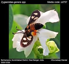 Attēlu rezultāti vaicājumam “Zygaenidae”
