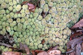 Attēlu rezultāti vaicājumam “Sphagnum centrale”