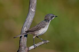 Attēlu rezultāti vaicājumam “Sylvia curruca adult”