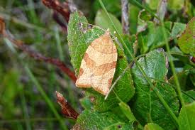 Attēlu rezultāti vaicājumam “Pandemis cinnamomeana”