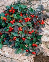 Attēlu rezultāti vaicājumam “Gaultheria cuneata”