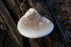 Attēlu rezultāti vaicājumam “Didymium xanthopus macro”