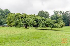 Image result for шри ланка королевский ботанический сад