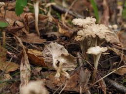 Attēlu rezultāti vaicājumam “Pseudocraterellus”