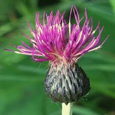 Attēlu rezultāti vaicājumam “Cirsium heterophyllum”