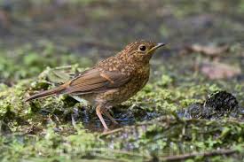 Attēlu rezultāti vaicājumam “Erithacus rubecula juvenile”