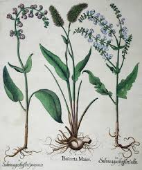 Attēlu rezultāti vaicājumam “Bistorta major flower”