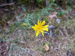 Attēlu rezultāti vaicājumam “Hieracium murorum leaf”