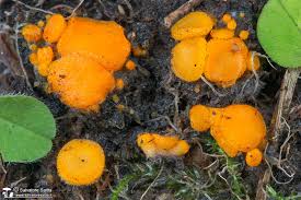 Attēlu rezultāti vaicājumam “Cheilymenia stercorea”