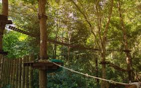 Image result for Go Ape! Whinlatter