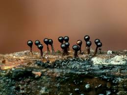 Attēlu rezultāti vaicājumam “Trichia botrytis”