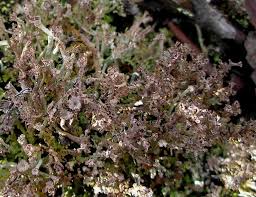 Attēlu rezultāti vaicājumam “Cladonia phyllophora”