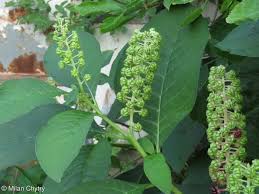 Attēlu rezultāti vaicājumam “Phytolacca acinosa leaf”