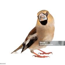 Attēlu rezultāti vaicājumam “Coccothraustes coccothraustes”