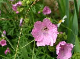 Attēlu rezultāti vaicājumam “Malva moschata bud”