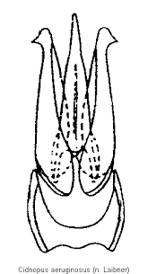 Attēlu rezultāti vaicājumam “Cidnopus aeruginosus”