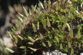 Attēlu rezultāti vaicājumam “Encalypta streptocarpa sporophyte”