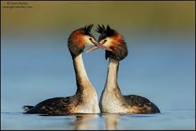 Attēlu rezultāti vaicājumam “Podiceps cristatus”