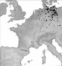 Attēlu rezultāti vaicājumam “Helodium blandowii”