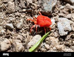 Attēlu rezultāti vaicājumam “Bryobia praetiosa”