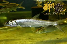 Image result for Elops saurus