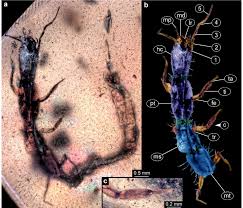 Attēlu rezultāti vaicājumam “Raphidioptera larva”
