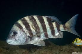 Image result for Archosargus probatocephalus