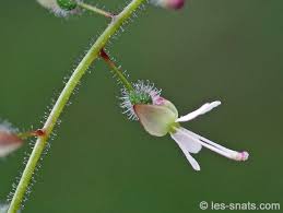 Attēlu rezultāti vaicājumam “Circaea lutetiana fruit”