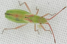 Attēlu rezultāti vaicājumam “Myrmus miriformis”